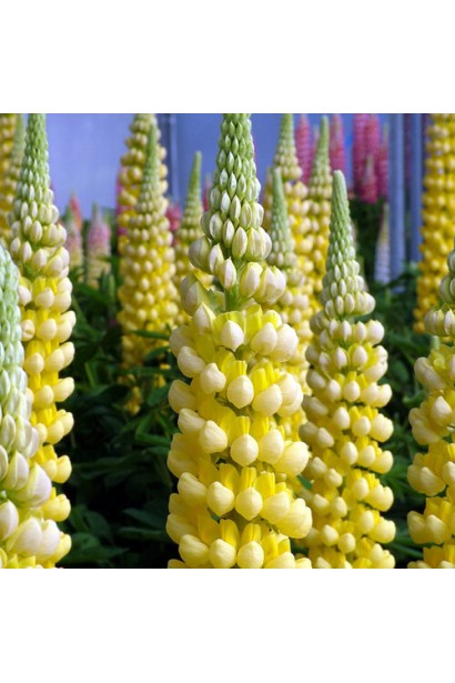 Сорт Єллоу Шадес приваблює бджіл і метеликів у літньому саду